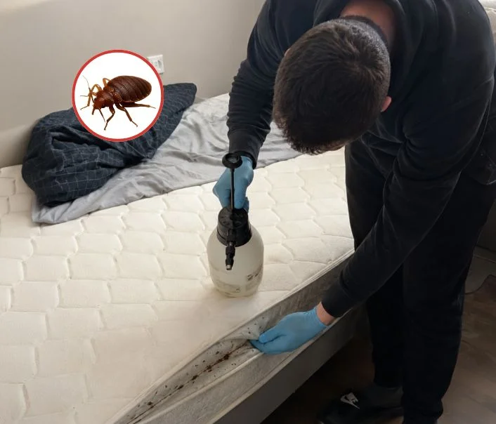 Technicien traitant un matelas contre les punaises de lit à Chevru